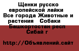 Щенки русско европейской лайки - Все города Животные и растения » Собаки   . Башкортостан респ.,Сибай г.